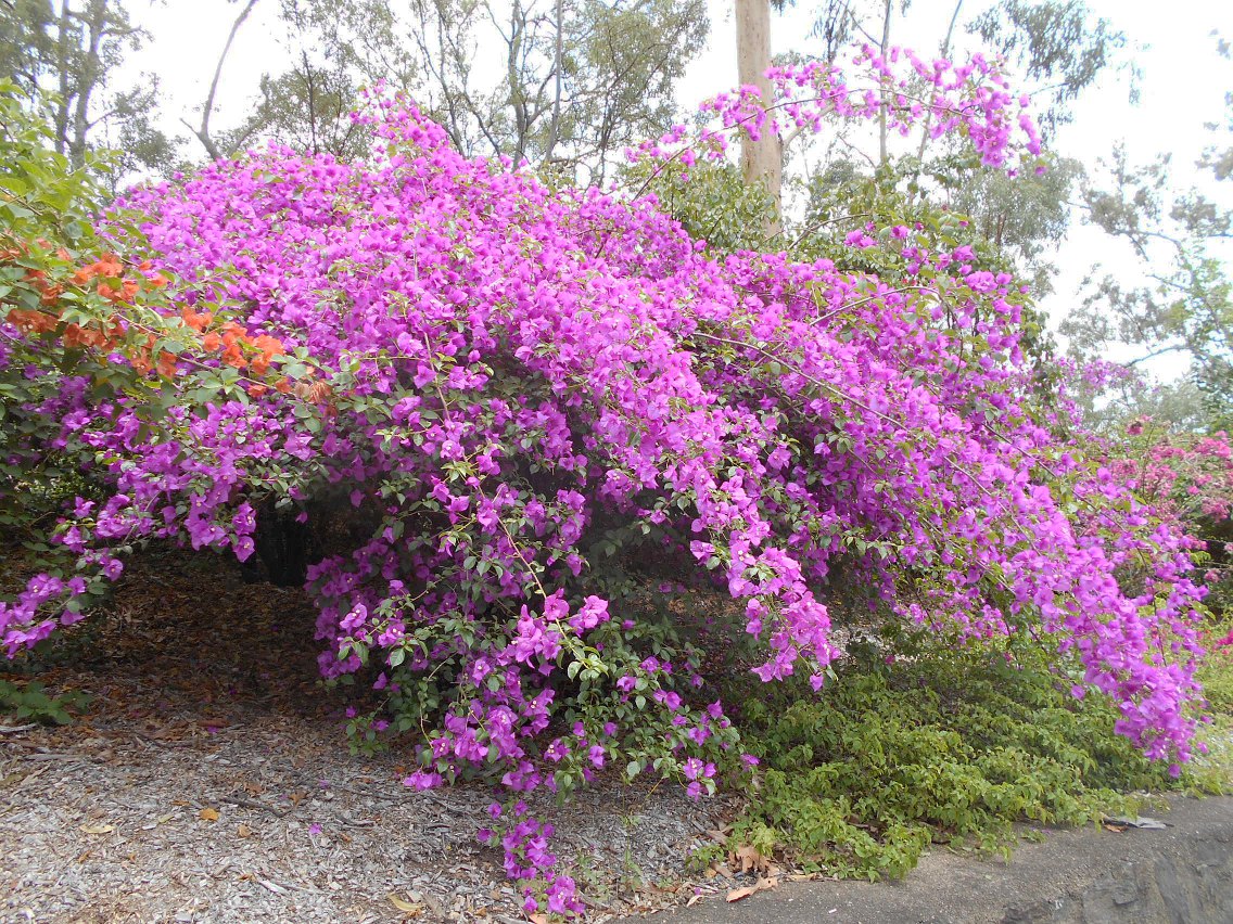 Изображение особи Bougainvillea glabra.