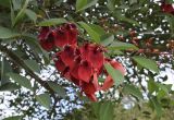 Erythrina crista-galli. Ветвь с цветками. Испания, автономное сообщество Каталония, г. Барселона, парк Цитадели (Parc de la Ciutadella), в культуре. 29.08.2017.