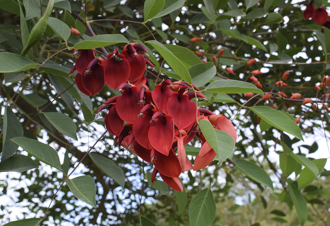 Изображение особи Erythrina crista-galli.