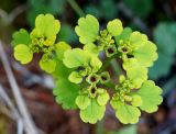 Chrysosplenium sibiricum