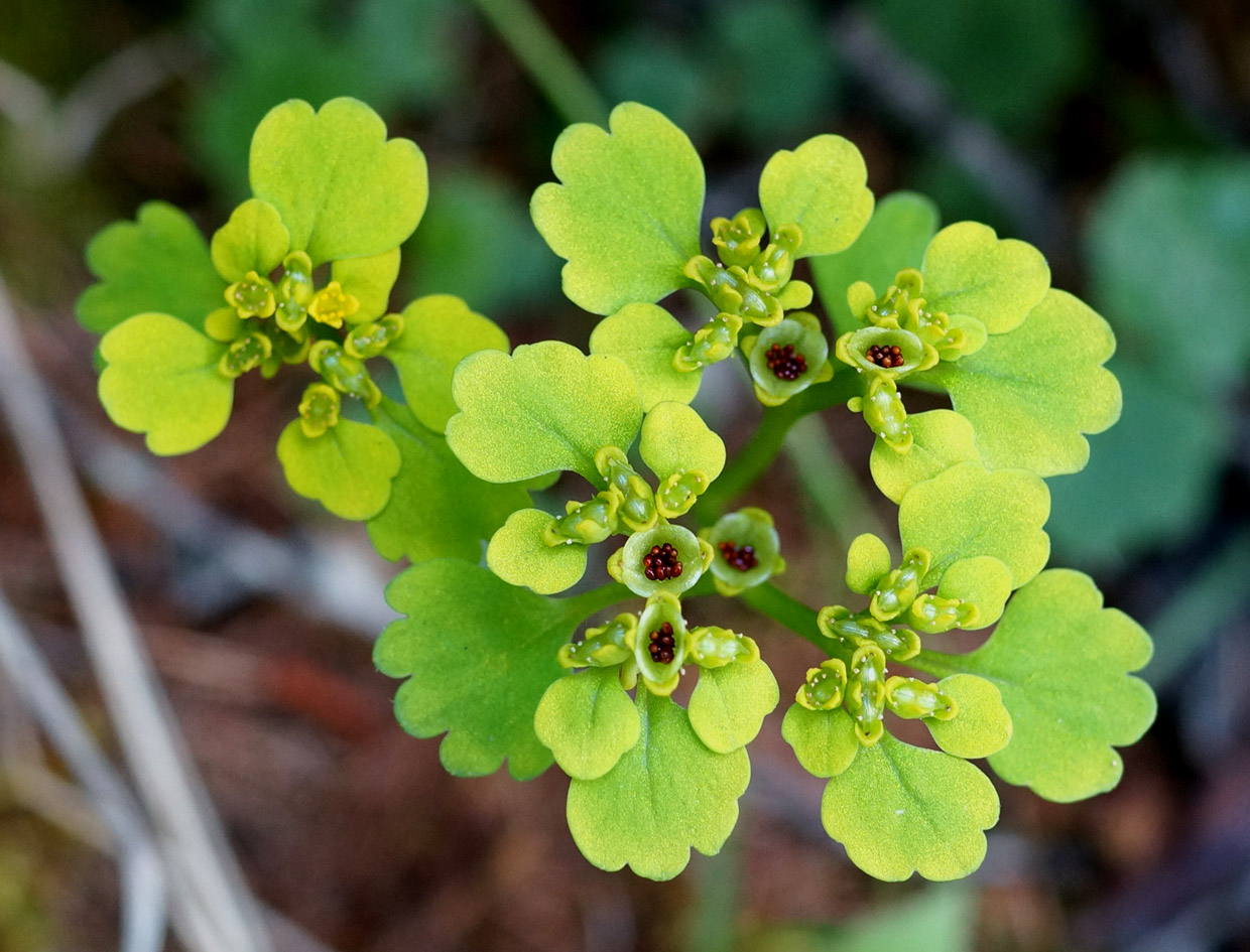 Image of Chrysosplenium sibiricum specimen.