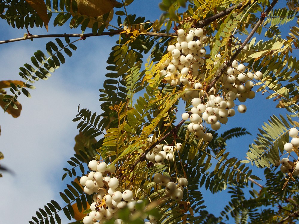 Image of Sorbus eburnea specimen.