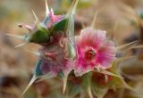 Salsola pontica