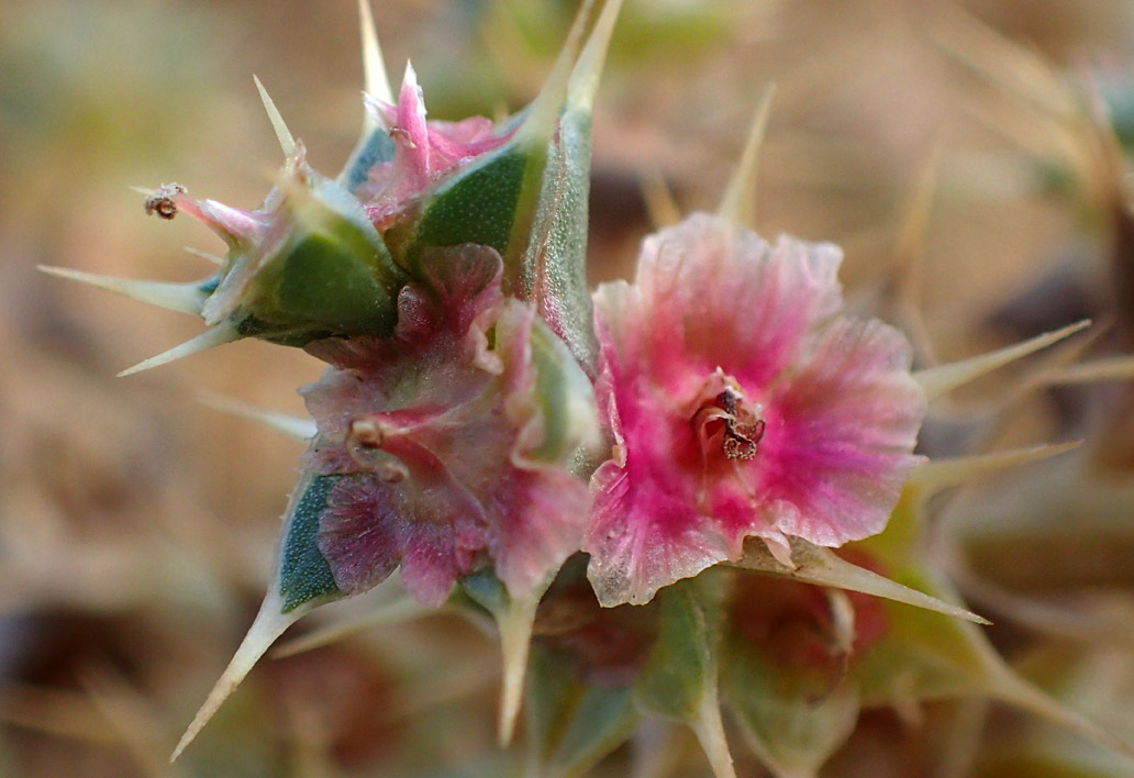 Image of Salsola pontica specimen.