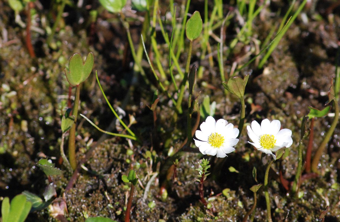 Изображение особи Ranunculus pallasii.