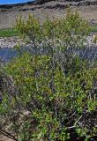 род Salix. Ветви плодоносящего кустарника. Монголия, аймак Архангай, каньон р. Суман-Гол, ≈ 2000 м н.у.м., берег реки. 05.06.2017.