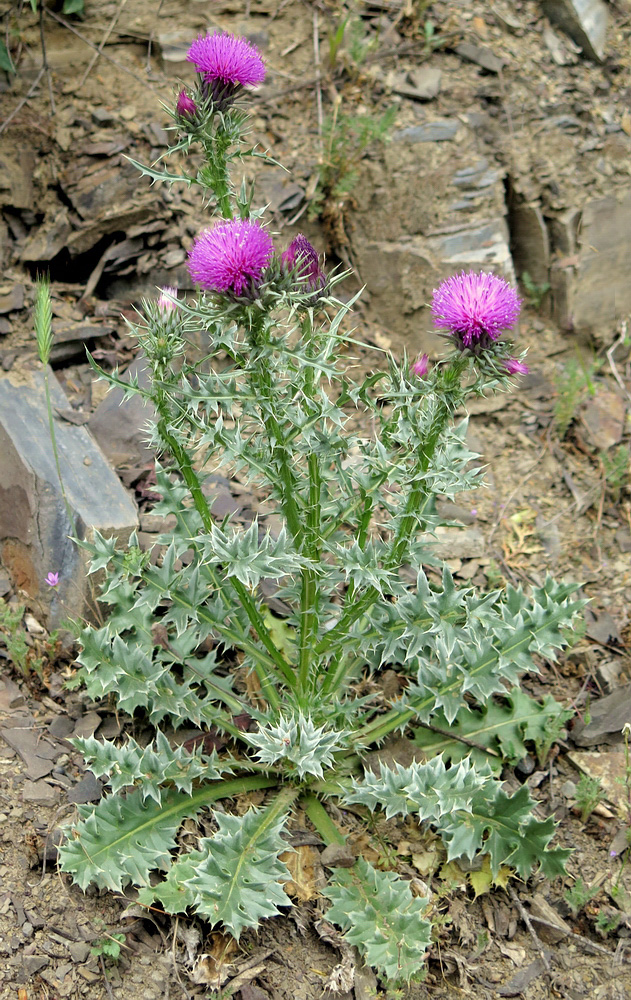 Изображение особи Carduus onopordioides.