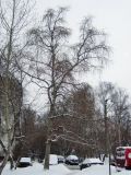Populus × rasumowskiana. Взрослое дерево зимой. Москва, в культуре. 21.01.2018.