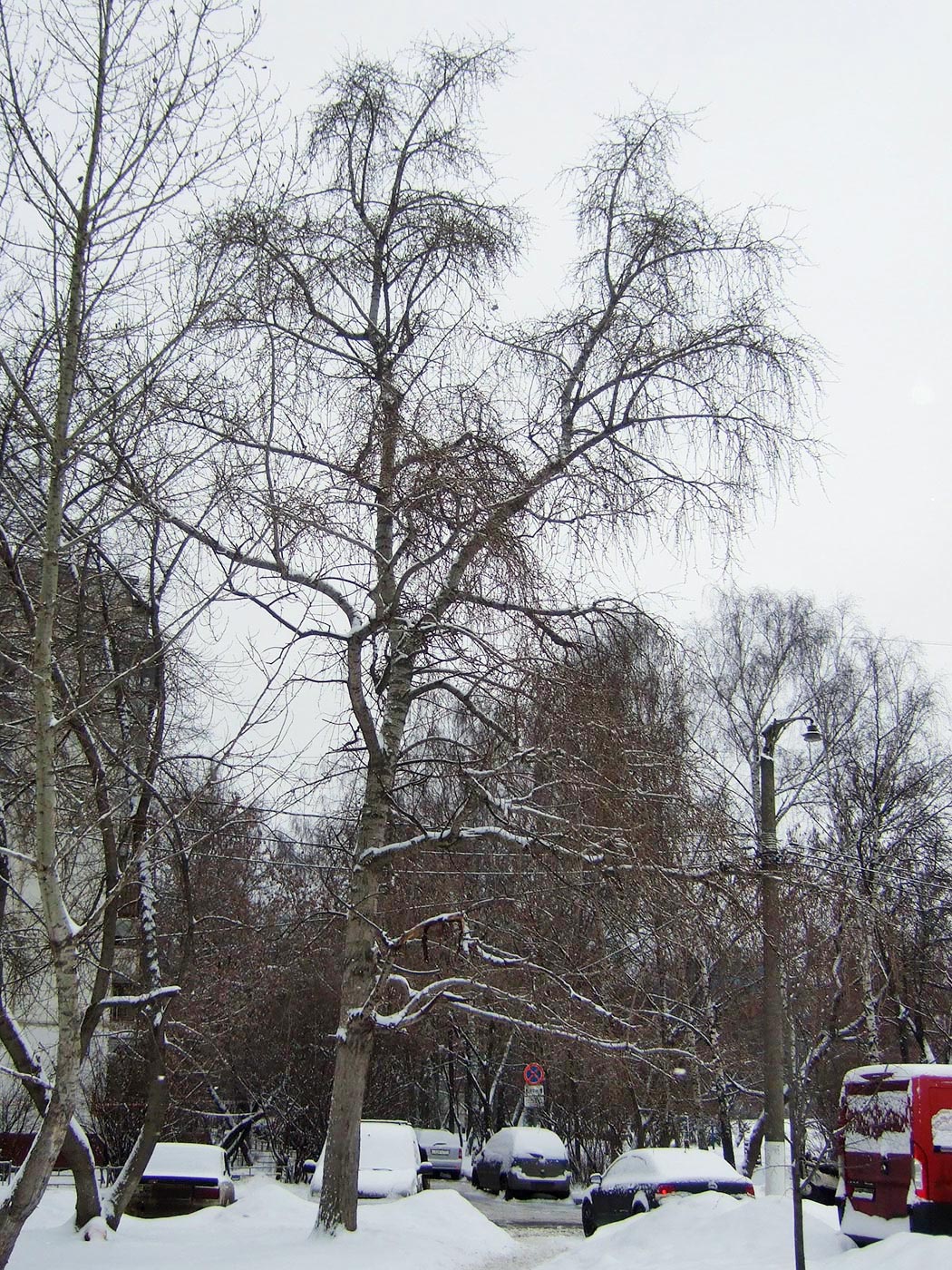 Image of Populus &times; rasumowskiana specimen.