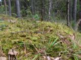 Carex digitata. Цветущее растение. Свердловская обл., окр. г. Североуральск, лиственнично-сосново-еловый зеленомошный лес. 04.06.2017.