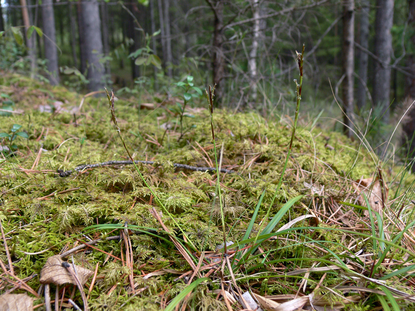 Image of Carex digitata specimen.