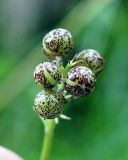 Maianthemum dilatatum