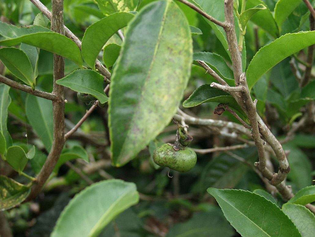 Изображение особи Thea sinensis.