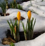 Crocus ancyrensis. Расцветающие растения (голландский материал, сорт 'Golden Bunch'). Краснодарский край, г. Усть-Лабинск, на приусадебном участке. 28.02.2018.