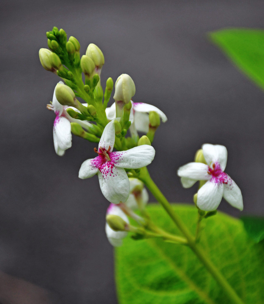 Изображение особи Pseuderanthemum carruthersii.