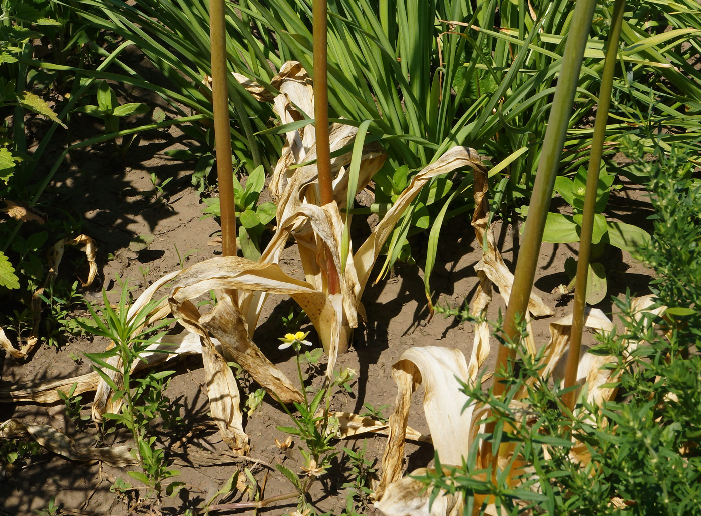 Image of genus Allium specimen.