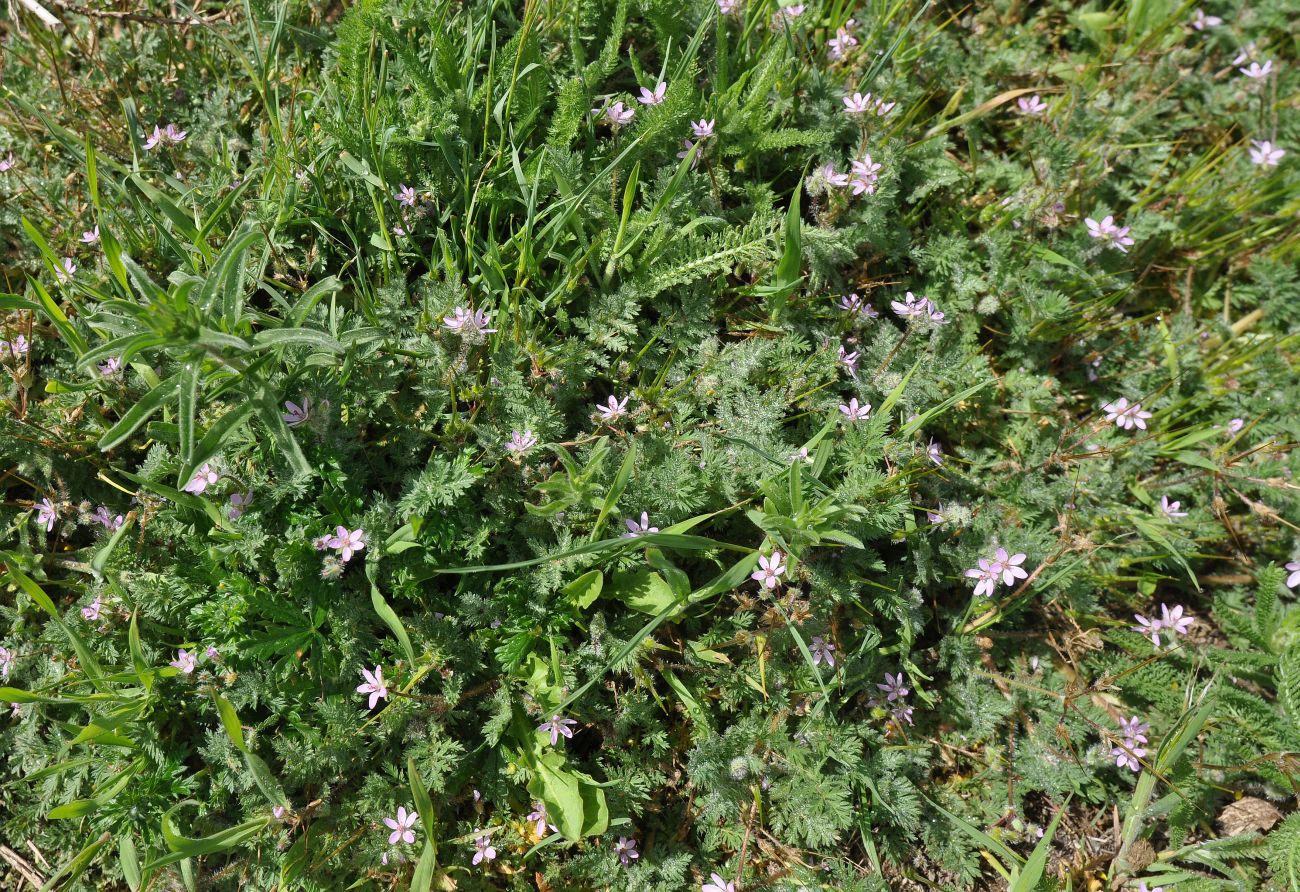 Изображение особи Erodium cicutarium.