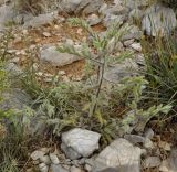 Onosma graeca