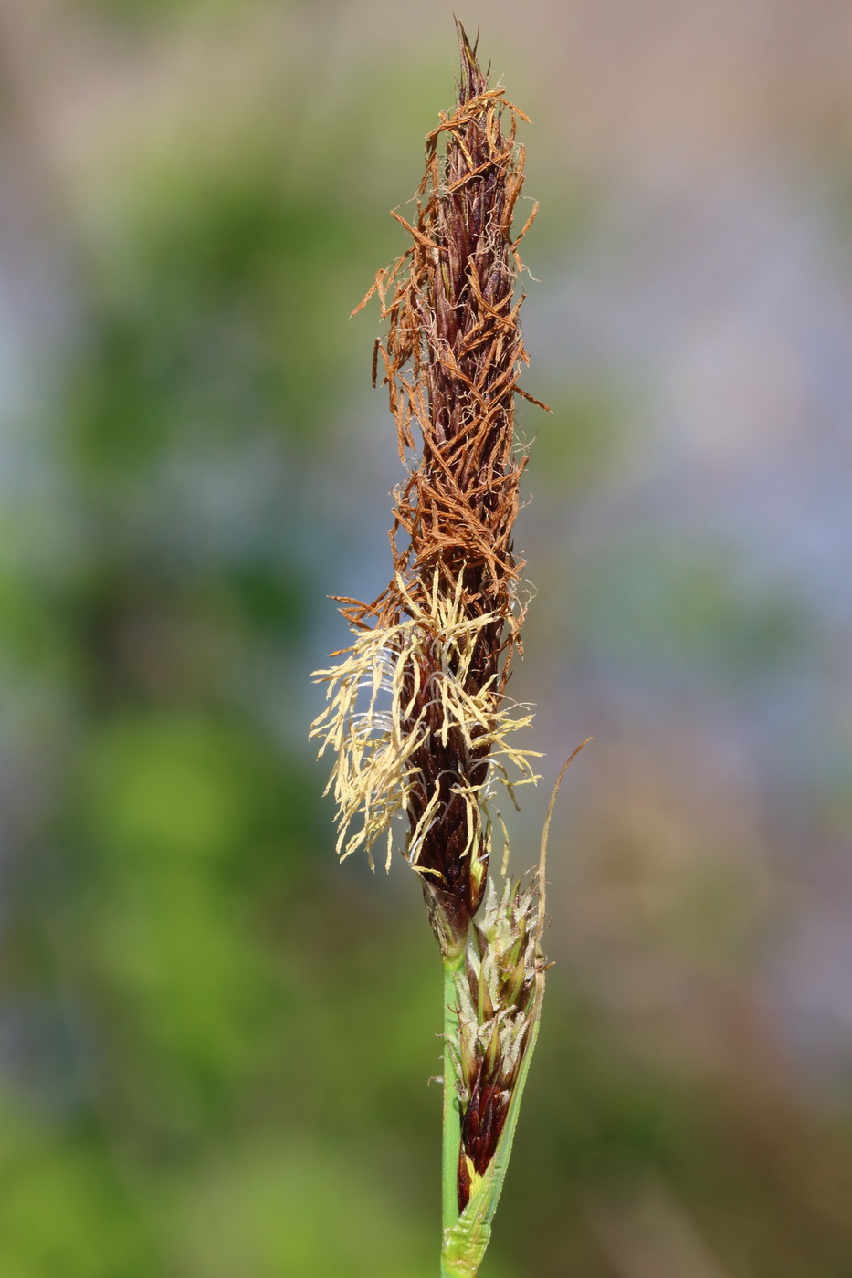 Image of Carex riparia specimen.