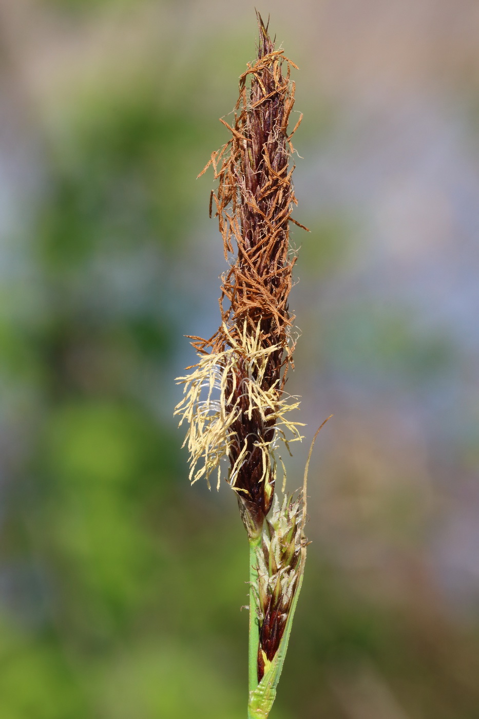 Изображение особи Carex riparia.