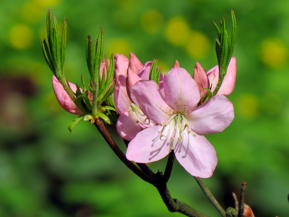 Image of Rhododendron schlippenbachii specimen.