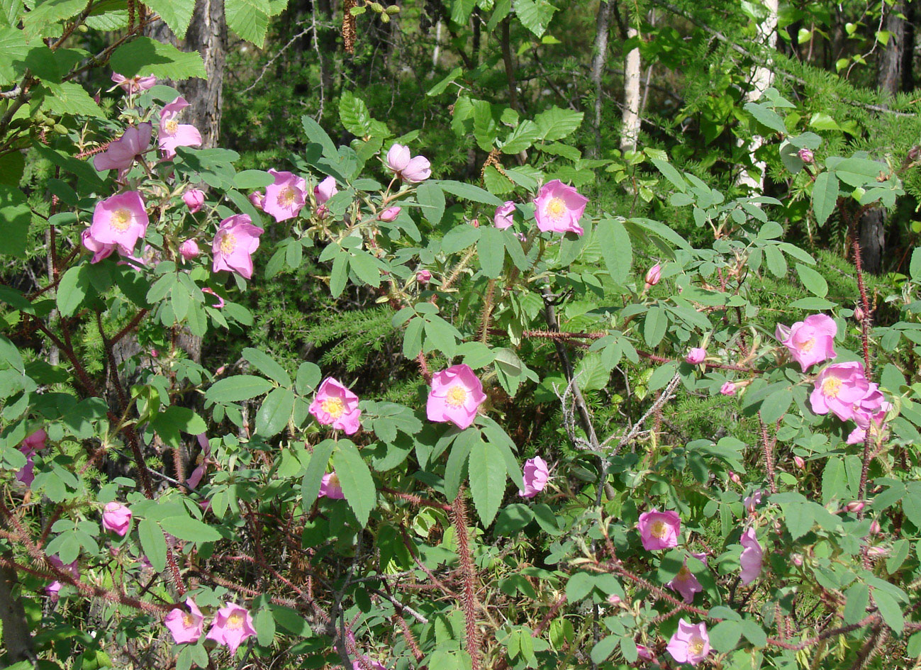 Image of Rosa acicularis specimen.