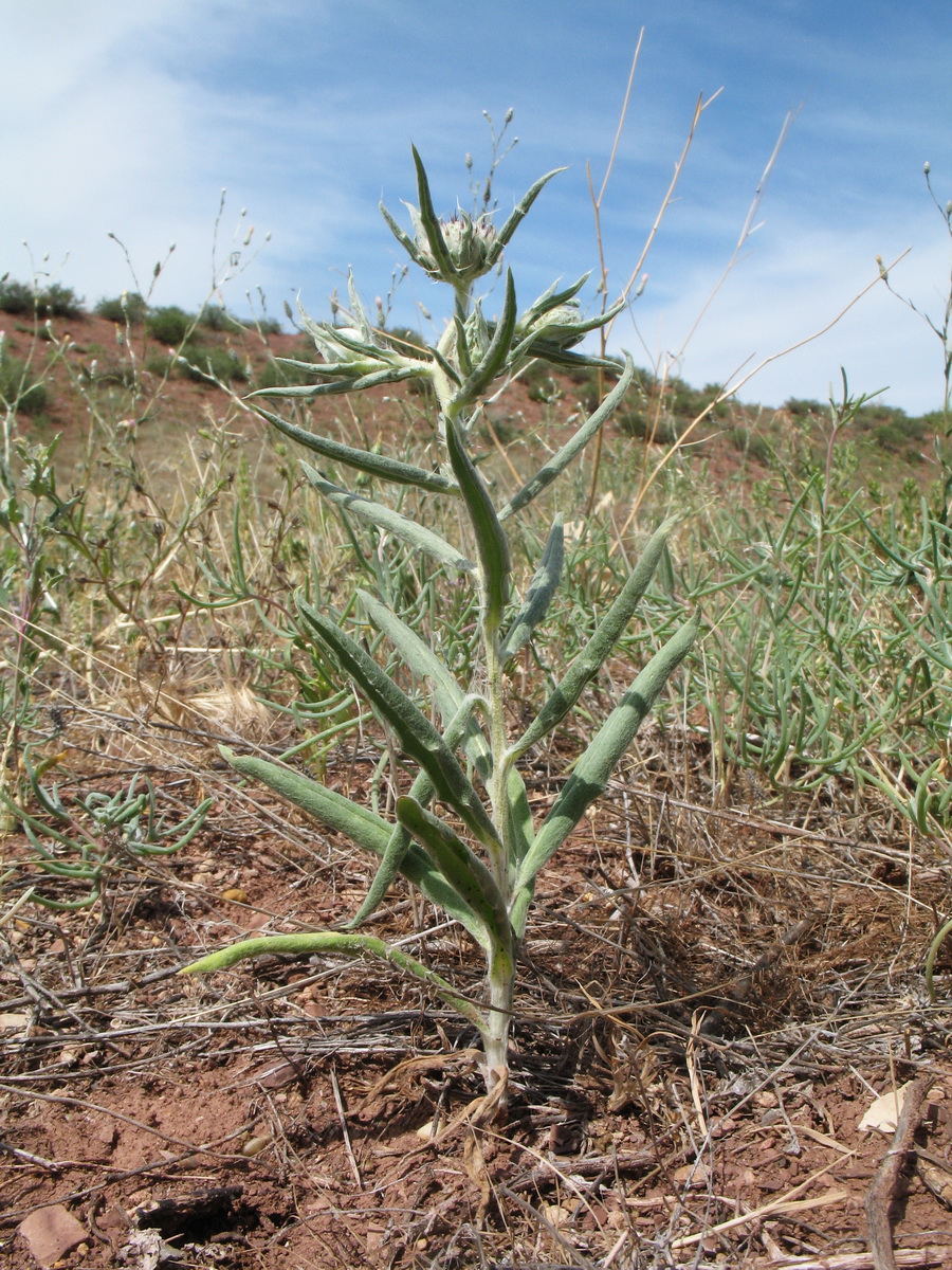 Изображение особи Echinops acantholepis.