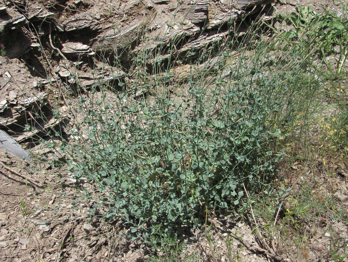 Изображение особи Silene chlorifolia.
