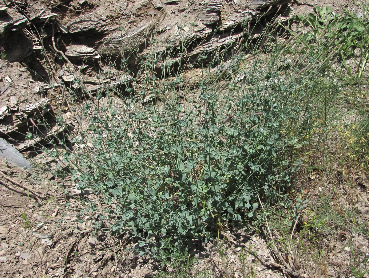 Image of Silene chlorifolia specimen.