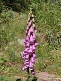 Digitalis purpurea