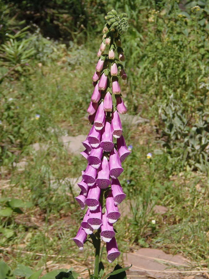 Изображение особи Digitalis purpurea.