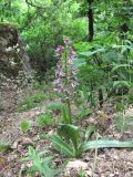 Orchis purpurea ssp. caucasica