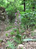 Orchis purpurea subspecies caucasica. Цветущее растение. Дагестан, г. о. Махачкала, гора Тарки-Тау, широколиственный лес близ скал. 12.05.2018.