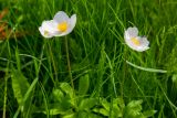 Anemone sylvestris