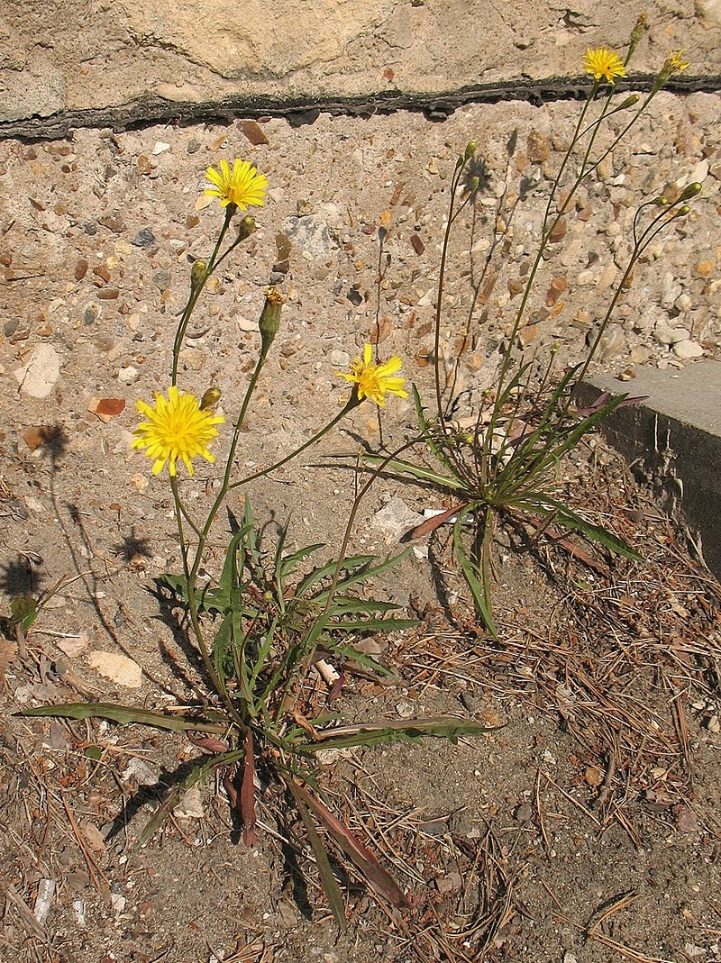 Image of Scorzoneroides autumnalis specimen.