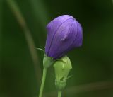 Platycodon grandiflorus