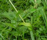 Angelica sylvestris