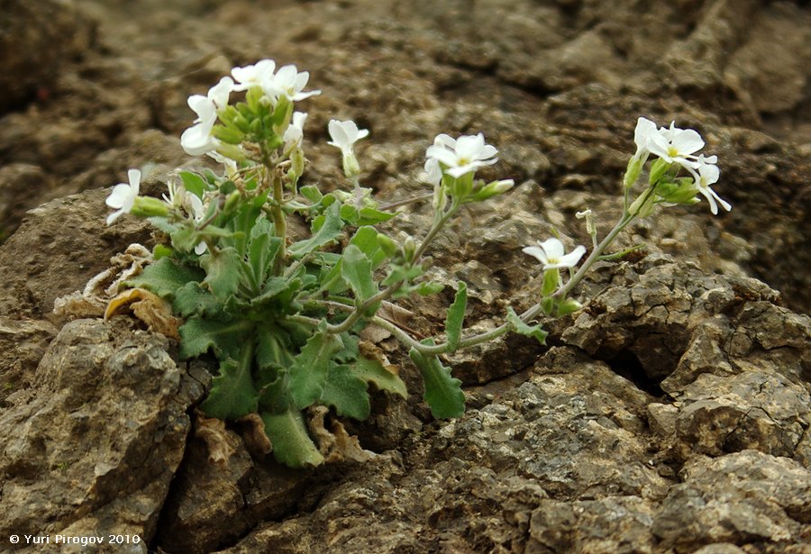 Image of Arabis caucasica specimen.