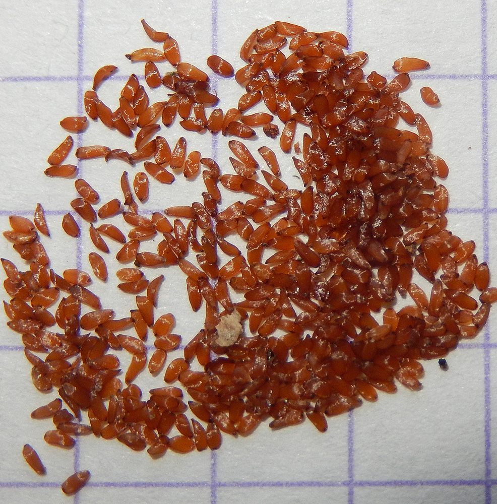 Image of Campanula praealta specimen.