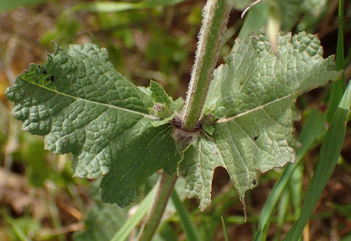 Изображение особи Salvia verbenaca.