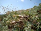 Astragalus arnacanthoides