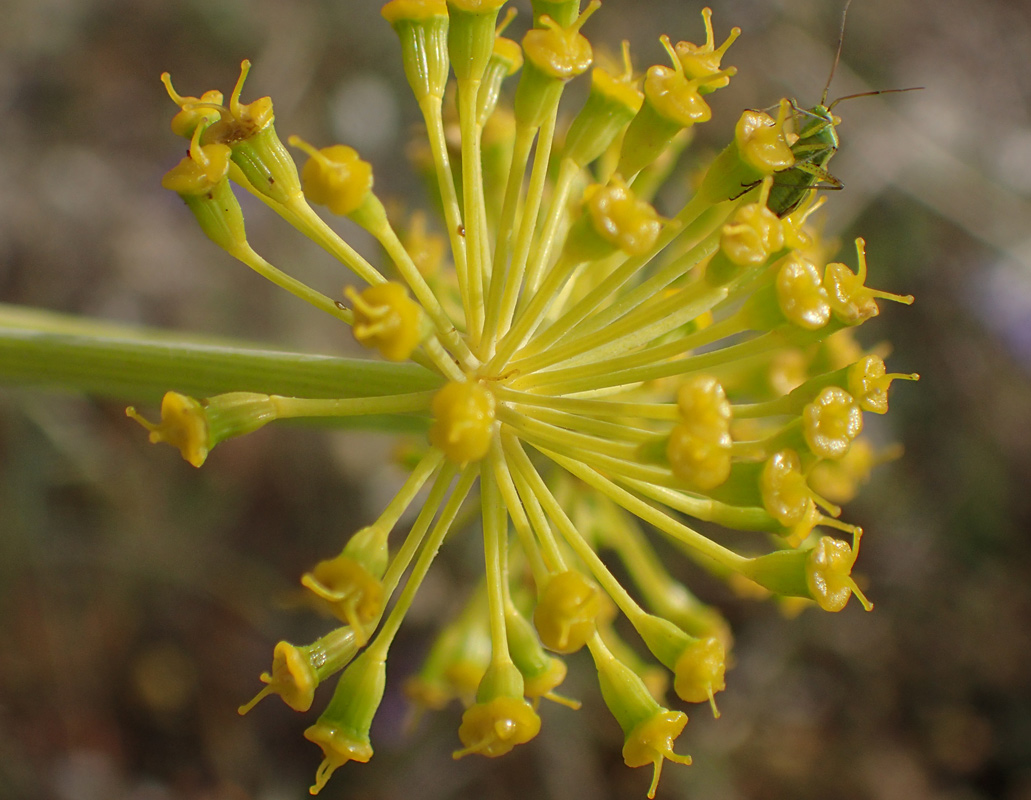 Изображение особи Ferula communis.