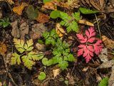 Geranium robertianum