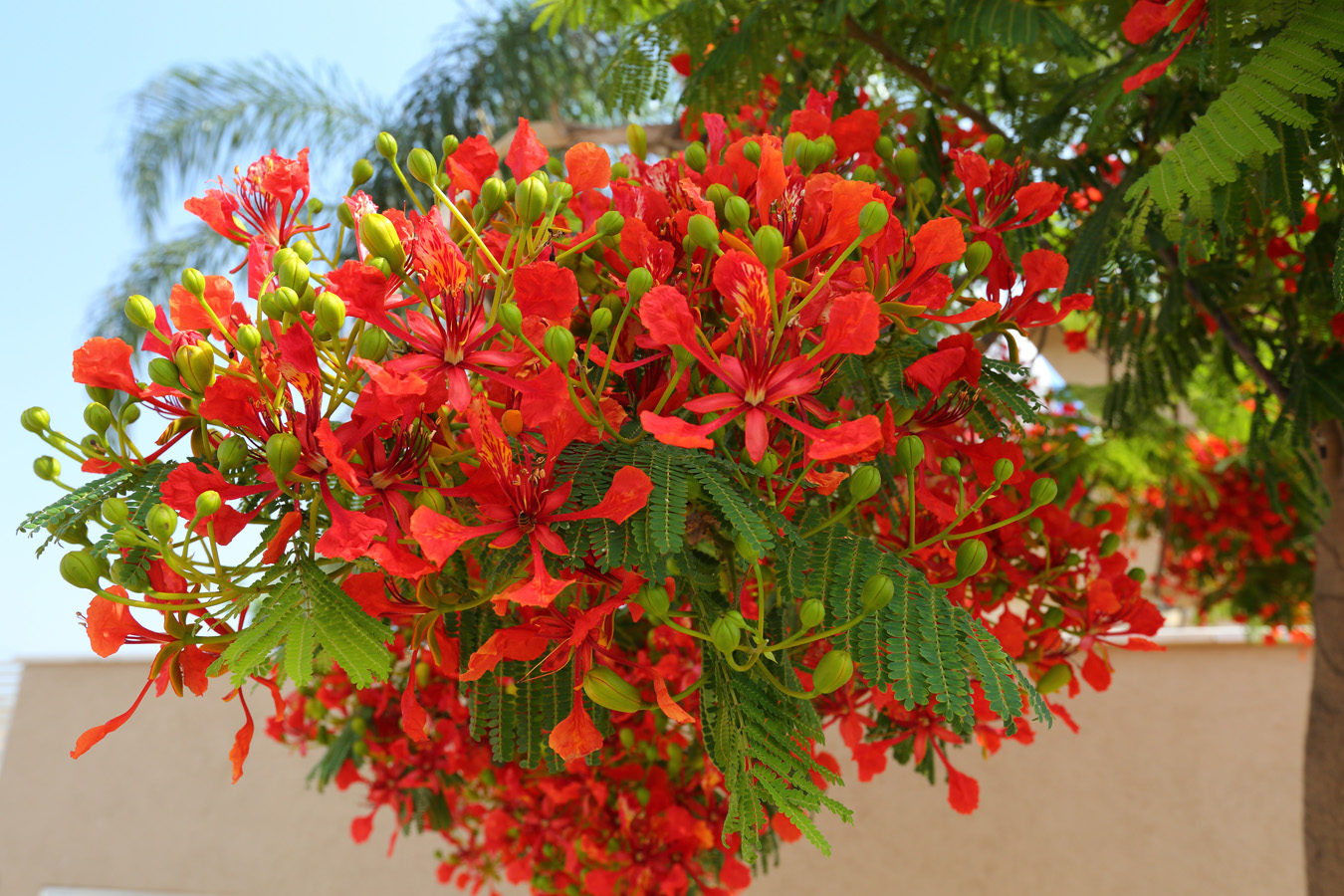 Изображение особи Delonix regia.