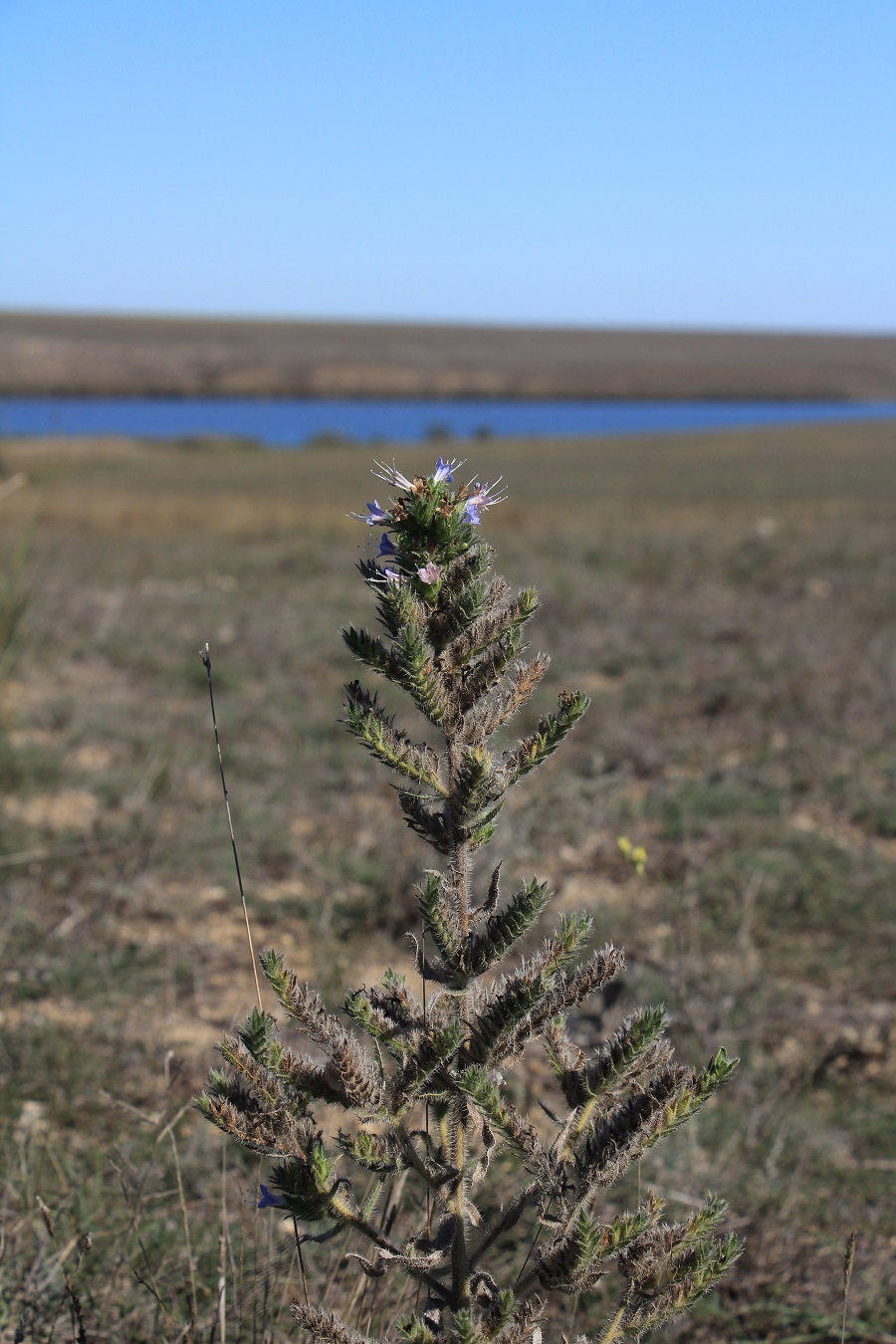 Изображение особи Echium biebersteinii.