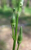 Campanula persicifolia. Часть цветоноса с бутонами. Украина, Киевская обл., Вышгородский р-н, севернее с. Лебедевка, сосновый лес на левом берегу дренажного канала. 23 мая 2010 г.