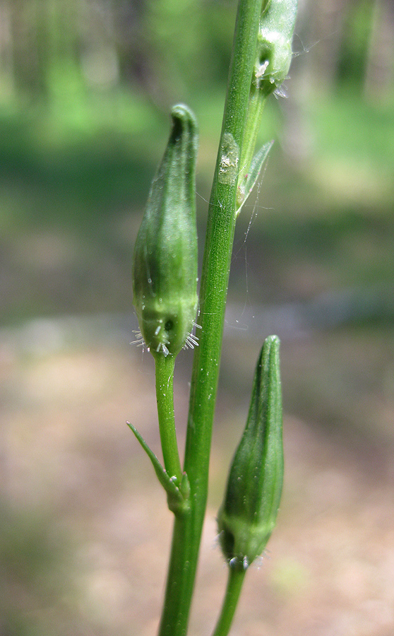 Image of Campanula persicifolia specimen.