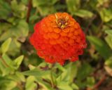 Zinnia elegans. Соцветие. Крым, г. Симферополь, ботсад университета. 05.11.2018.