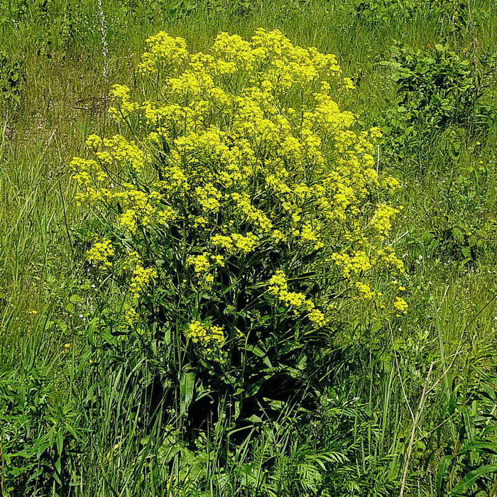 Image of Bunias orientalis specimen.
