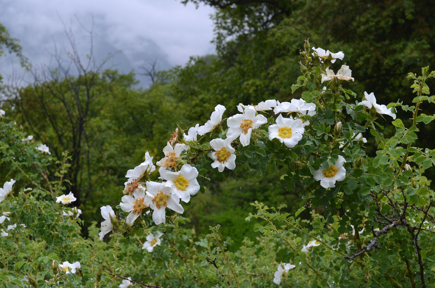 Image of Rosa fedtschenkoana specimen.